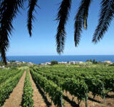 Viti malvasia delle Eolie 300x150 1